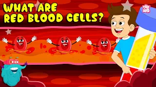 What Are Red Blood Cells? 🩸 | How Do Red Blood Cells Carry Oxygen? | Dr. Binocs Show