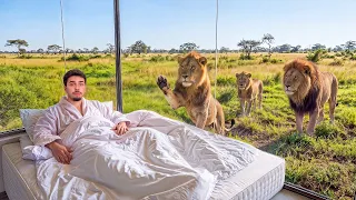 Testei os Hoteis de Animais