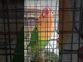 Lagu Lovebird palamas ngekek panjang durasi 2 menit