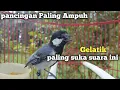 Download Lagu Gelatik batu gacor suara paling ampuh | pancingan burung gelatik agar cepat bunyi Gelatik Batu Gacor