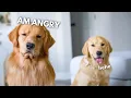 My Dog Calls a Trainer FEAT TOM DAVIS