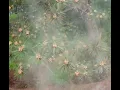 N J is experiencing a pollen invasion and it ll get worse before it gets better