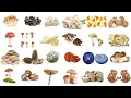 Mushroom Mushrooms Name in English in English with pictures Types of Mushroom