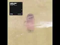One Love (Nobody Else) - Surf Mesa
