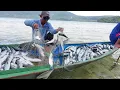 Download Lagu TEHNIK OBAT NYAMUK cara ampuh menjaring ikan belanak
