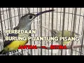 Download Lagu PERBEDAAN BURUNG PIJANTUNG PISANG JANTAN DAN BETINA 💯 BERIKUT SUARANYA