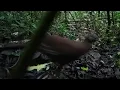 Kuwaw kerdil sumatra..burung exotic yg terancam punah..salam lestari..