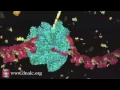 DNA Transcription Basic