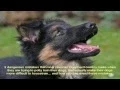 German Shepherd Breeders MN Place