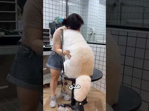 الكلب يحب مالكته كثيرا!😮