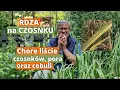 Download Lagu Rdza na czosnku. Choroba czosnku, pora i cebuli. Jak rozwija się, jak zapobiegać i jak walczyć rdzą.