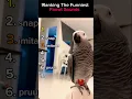 Lagu Funniest Parrot Moments