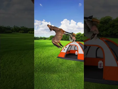 What to do if a horse is staring at you @PERFECTSports 