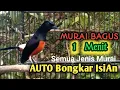 Download Lagu Is Murai Batu MU NICE, Masteran Suara Cililin, kanarie, katoentruck, dwergpapegaai ETC ]]