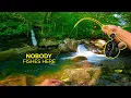 This NC Creek Is Trout PARADISE and Nearly Broke Us