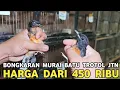 Download Lagu MAU CARI KEMANA MURAI BATU TROTOL JANTAN CUMA 450 RIBU DI PASAR BURUNG PRAMUKA 