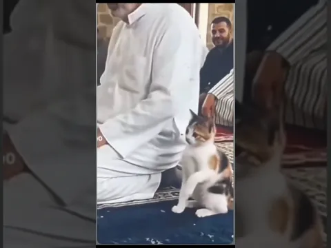 बिल्ली नमाज पढ़ रहीं हैं mashallah subhanallah