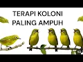 Download Lagu TERAPI BURUNG PLECI PALING AMPUH