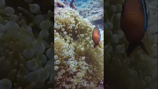 SCUBA Diving The Philippines 🇵🇭 #sailingbyefelicia #scuba #phillipines