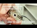 Catching Kingfish How to rig a live bait - deep dropping or slow trolling