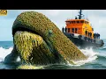Rescue Team Saves Giant Greenland Right Whale Covered In Tunicates Worms And Algae