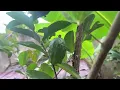 Download Lagu 3 jaar in Ghana, MiniFarm tuin- en erfupdate ￼