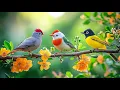 Download Lagu Peaceful Productivity 🕊️🕊️🕊️ Birdsong \u0026 Piano for Work Stress
