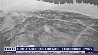 shows animals using I-90 wildlife overpass in 2022 FOX 13 Seattle