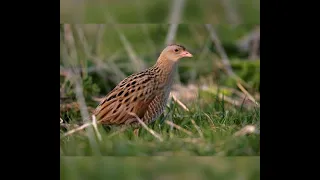 صوت طائر السلوى أو مرعة الغيط                      دندنها