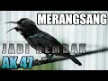 Download Lagu MASTERAN \u0026 PANCINGAN KONIN GACOR FULL ISIAN EFEKTIF MERANGSANG IKUT NEMBAK -  COCOK BUAT MASTERAN !!