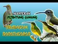 Download Lagu MASTERAN PIJANTUNG GUNUNG SUARA JERNIH!!! (COCOK UNTUK MASTERAN SEGALA JENIS BURUNG)