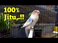 Download Lagu 100% JITU, Suara Lovebird Memanggil Kawan, KOEK NGETIK Lanjut Ngekek Bikin Lovebird Nyaut Bersautan MP3