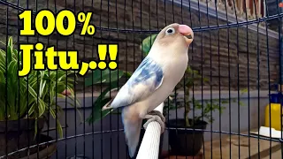 Download 100% JITU, Suara Lovebird Memanggil Kawan, KOEK NGETIK Lanjut Ngekek Bikin Lovebird Nyaut Bersautan MP3