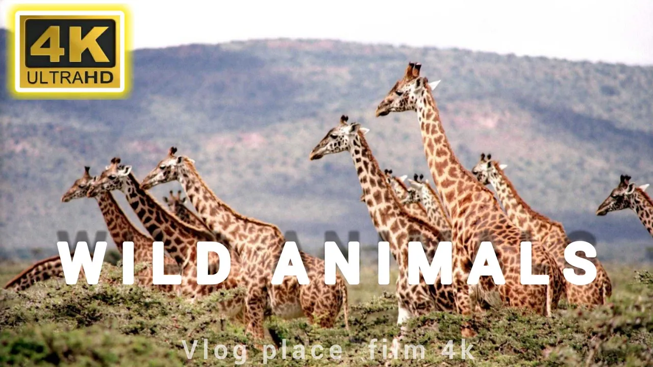 Amazing Scene of Wild Animals In 4K- Scenic Relaxation Film #animal #amazon_rainforest @VlogPlace