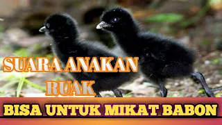 Download SUARA ANAKAN RUAK-RUAK UNTUK MIKAT BABON MP3