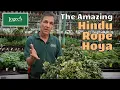 Download Lagu Hindu Rope Hoya ~ Discover the Amazing Hindu Rope Hoya Plant!