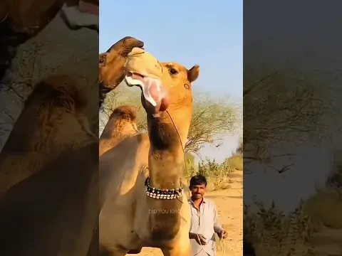 ஒட்டகத்திற்கு நச்சுப்பாம்பு ஊட்டும் சிகிச்சை! 🐪🐍/bsb EXPLORER /#shorts #trending #facts #viral #bsb