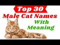 30 Most Popular Male Cat Names With Meaning 2021 Pet Names