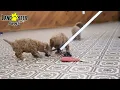 Friendly Cavapoo Puppies