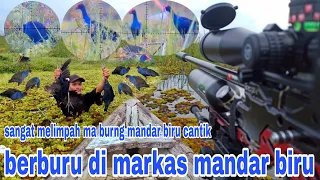 hunting beautiful mandar birds it turns out this is the headquarters of the blue mandar bird