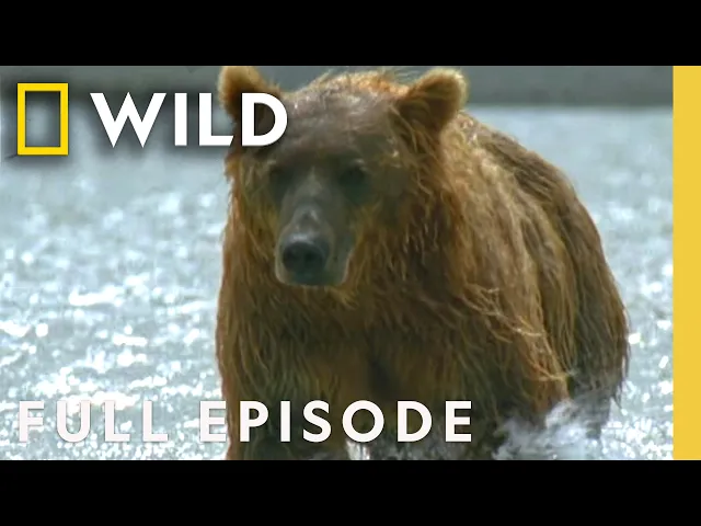 Video: Grizzly Bear Transformation (Full Episode) | Built for the Kill | Nat Geo Animals