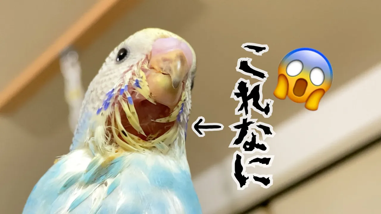 インコのアゴ裏に謎の物体が動いてる!😱