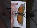 Pinning a giant grasshopper