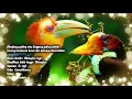 Download Lagu suara rangkong gading ramai,,bayangkan suara rangkong gading yang indah pada pagi hari di hutan kita