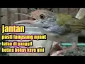 Download Lagu Prenjak lumut betina memanggil jantan