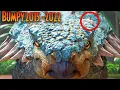 Download Lagu Bumpy: The SHOCKING STORY of The DEFORMED ANKYLOSAURUS in Jurassic World