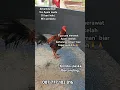Ayam Pama + Mangon Win perdana tabrak gandeng#ayampama#ayammangon#ayam#viralvideo#funny#freefire#fyp