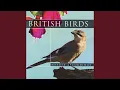 Download Lagu British Birds - Redbacked Shrike Bird Sounds (Nature Sounds)