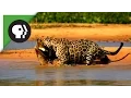Lagu Jaguar Attacks Caiman Crocodile