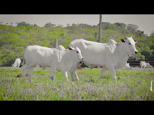 Matriz Nelore LUPE - 538